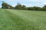 gallery/Turf Paddocks and Fields/_thb_DSCF1537.JPG